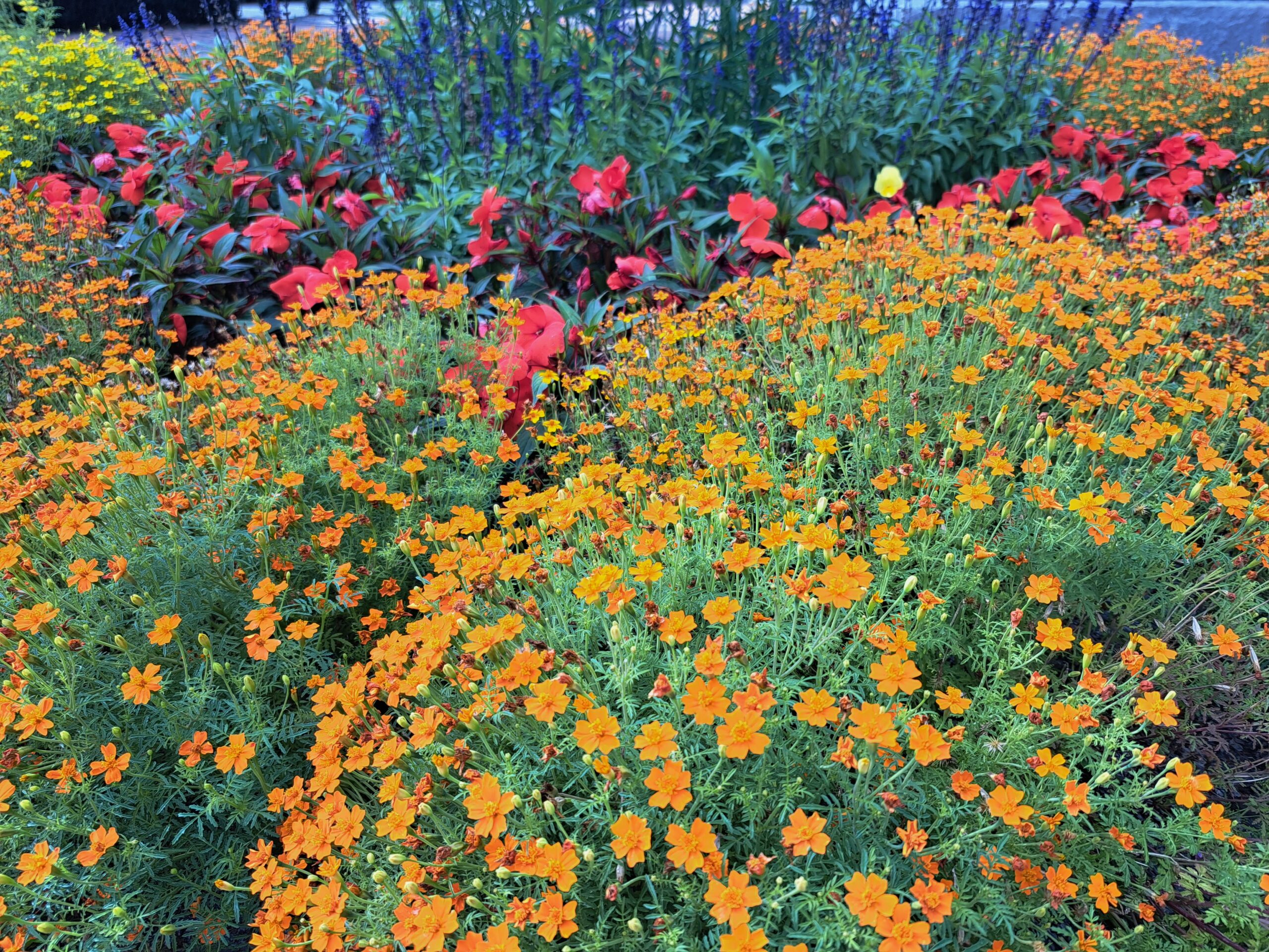 din-svenska-r-d-lig-vilket-spr-k-pratar-du-hemma